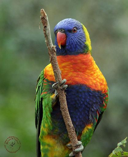 Rainbow Lorikeet 9Y209D-181.JPG